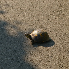 Turtle on the trail
