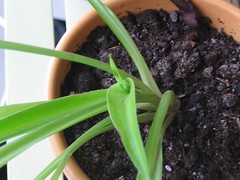 Spider plant - new growth