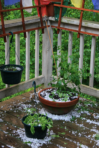 1 inch hail killed my garden