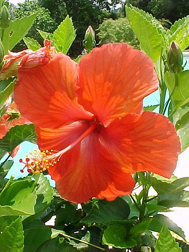 Klaus' Hibiscus sinensis in Container at pool side.