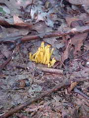 yellow spindle coral mushroom