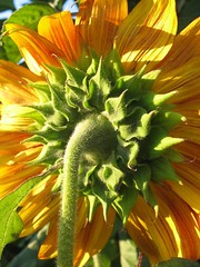 Sunflower Back