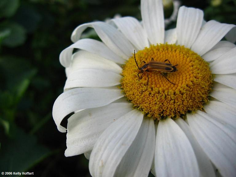 IMG_3803 - Bug and Daisy by Kelly Hoffart