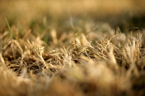 Summer Grass