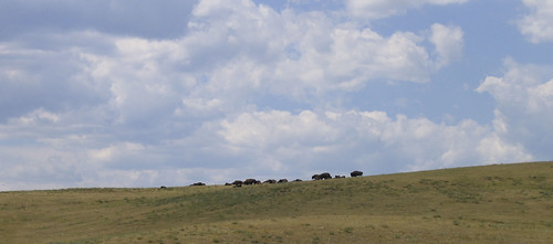 Bison from Afar