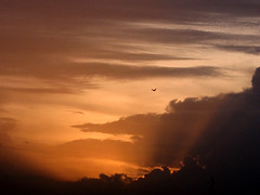 Grand Sunset - Bird in flight