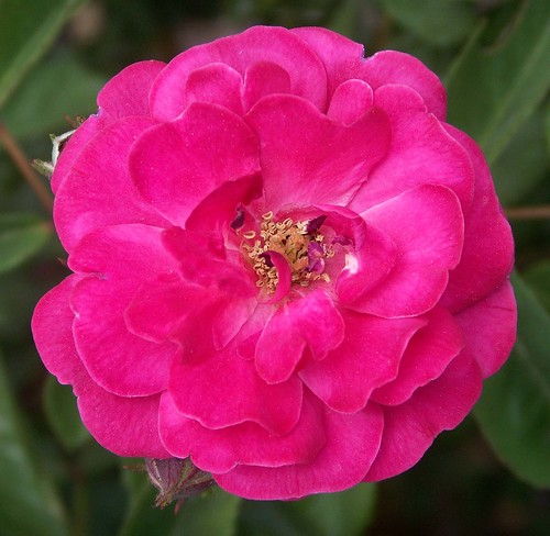 Miniature Rose, Cottonwood