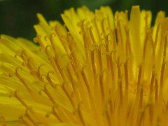 Dandelion extreme close-up