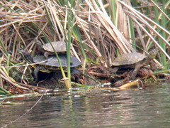 Turtles, Ludo (Portugal), 29-Apr-06