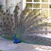 peacock display
