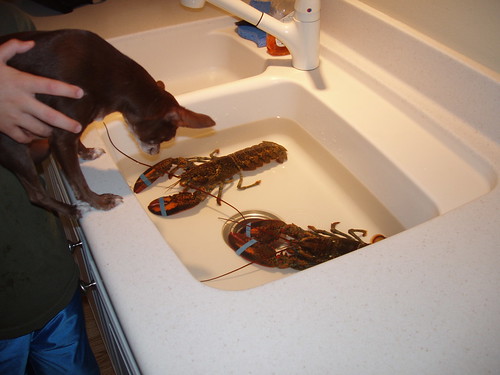 lobster 002