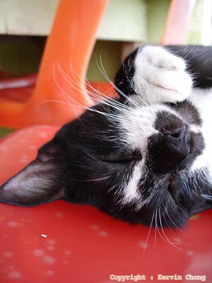 Cat-nap