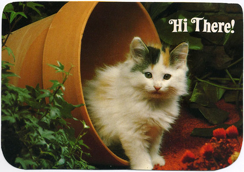 Postcard:  terminally cute kitten
