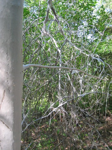 White worm tree