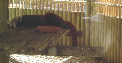 Un panda roux faisant la tronche