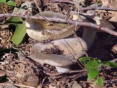 mushrooms (july)