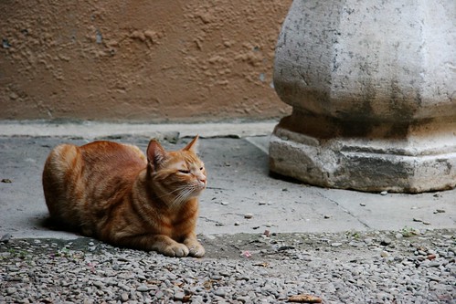 His majesty the cat of Bologna