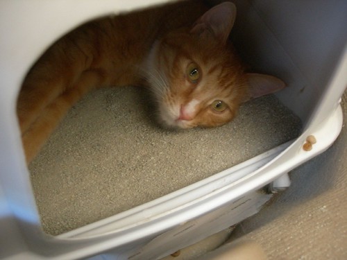 Maomao sleeping in the kitty litter