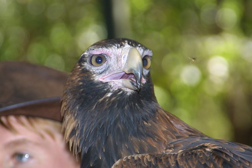 Wedge-Tailed Eagle at Territory Wildlife Park