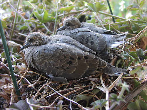 Squabs (baby doves)