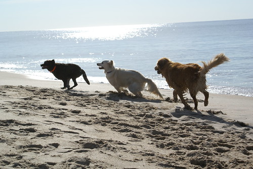 Coco, Frisket & Max, Indian Wells Beach, Amagansett NY (August 13, 2006)