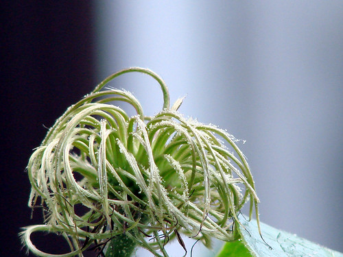 Seed head clematis