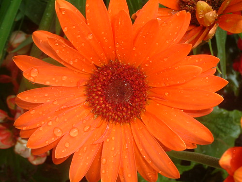 Orange Gerber Daisy after watering.