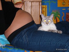 Bauch mit Katze