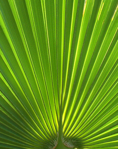 Vertical Palm Radials