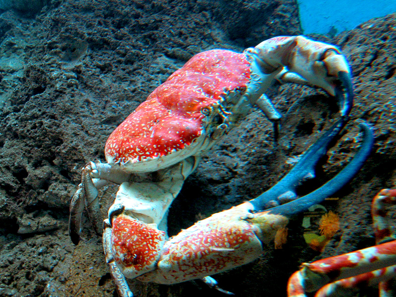 Crab at Shedd Aquarium