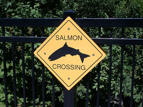 Salmon Crossing