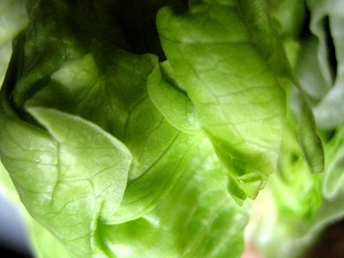 Intimate lettuce 4