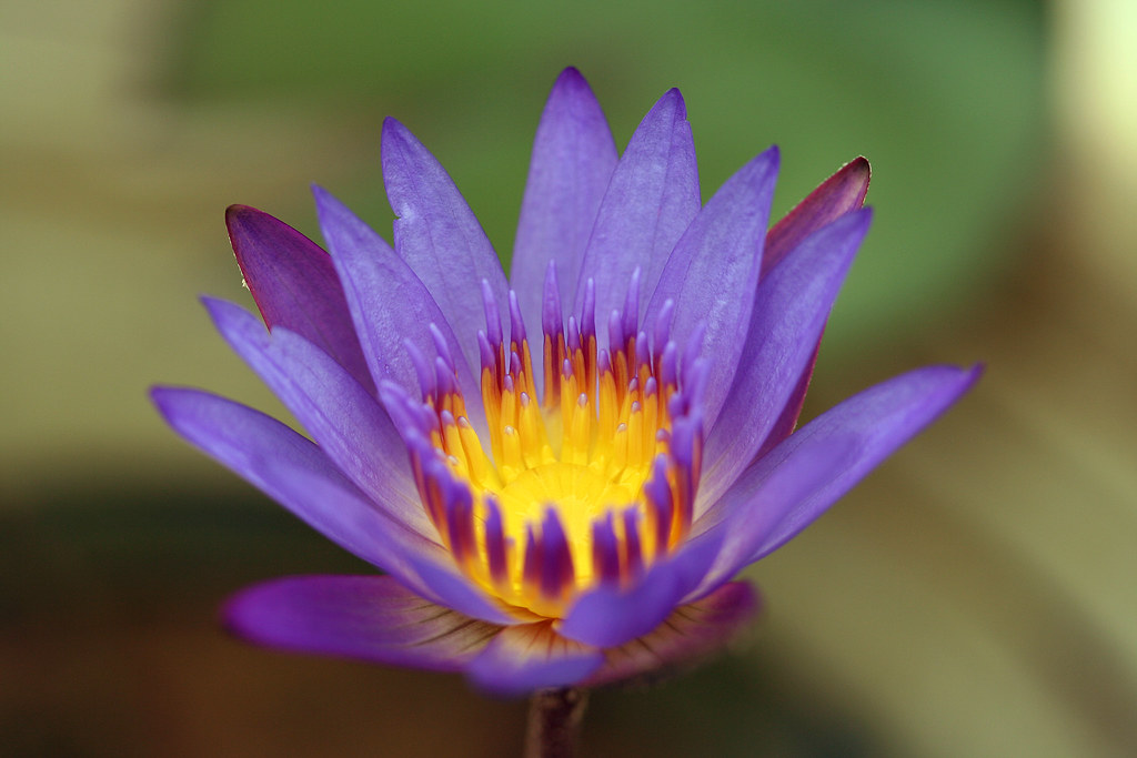 Tropical Water Lily 