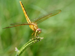 Dragonfly, no. 47