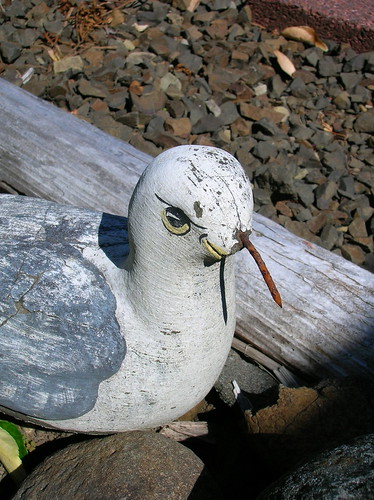 malevolent seagull