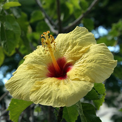 Yellow/Red Hibiscus