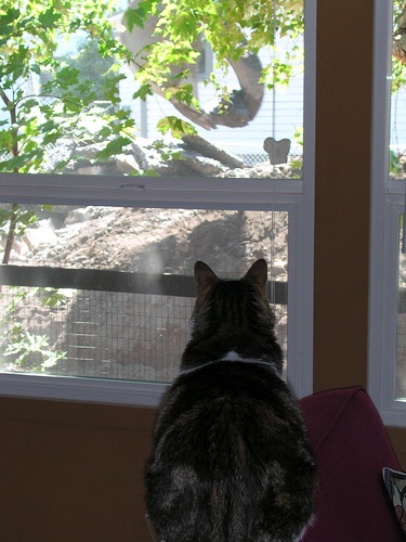 Esther, watching the backhoe at work