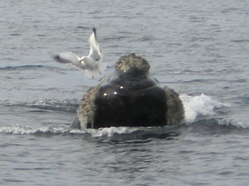 Whale being attacked by seagull