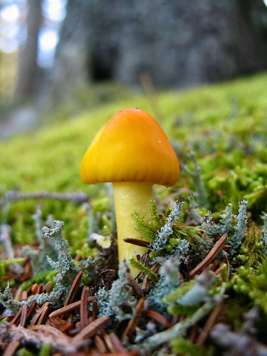 a little orange mushroom growing near the cabin
