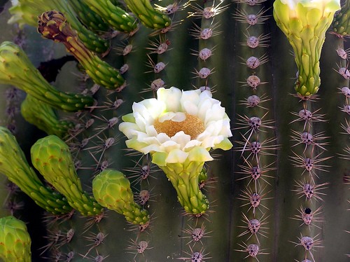 Saguaro Bloom I