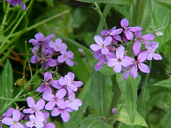 more purple flowers