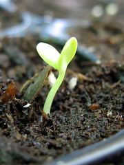 Zinnia Seedling