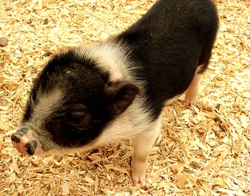 Piggy One