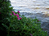 Roses by the lake