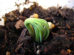Pinenut Sprouting