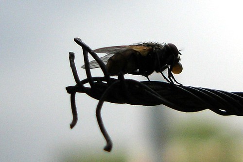 A fly - ఈగ