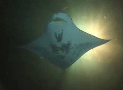 swimming with manta rays