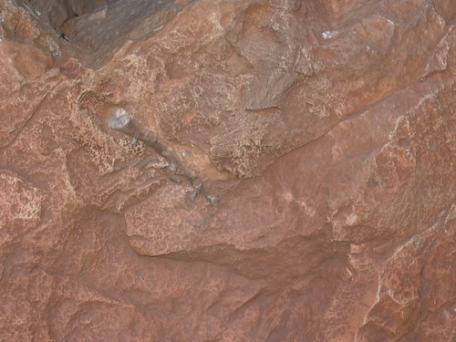 Crinoid Fossil