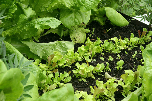 successional lettuce - 2