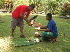 Demonstrating how to harvest coconut meat